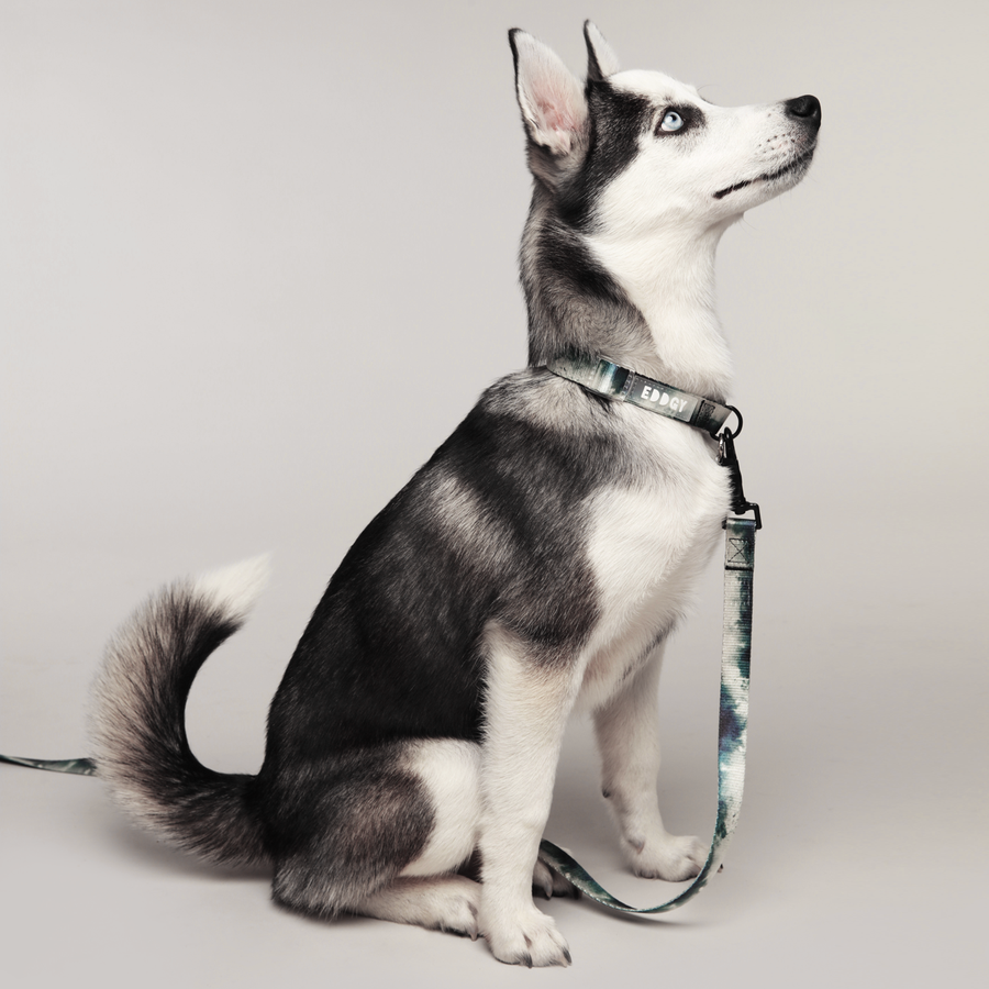 EDDGY 100% Recycled Skye Dog Collar