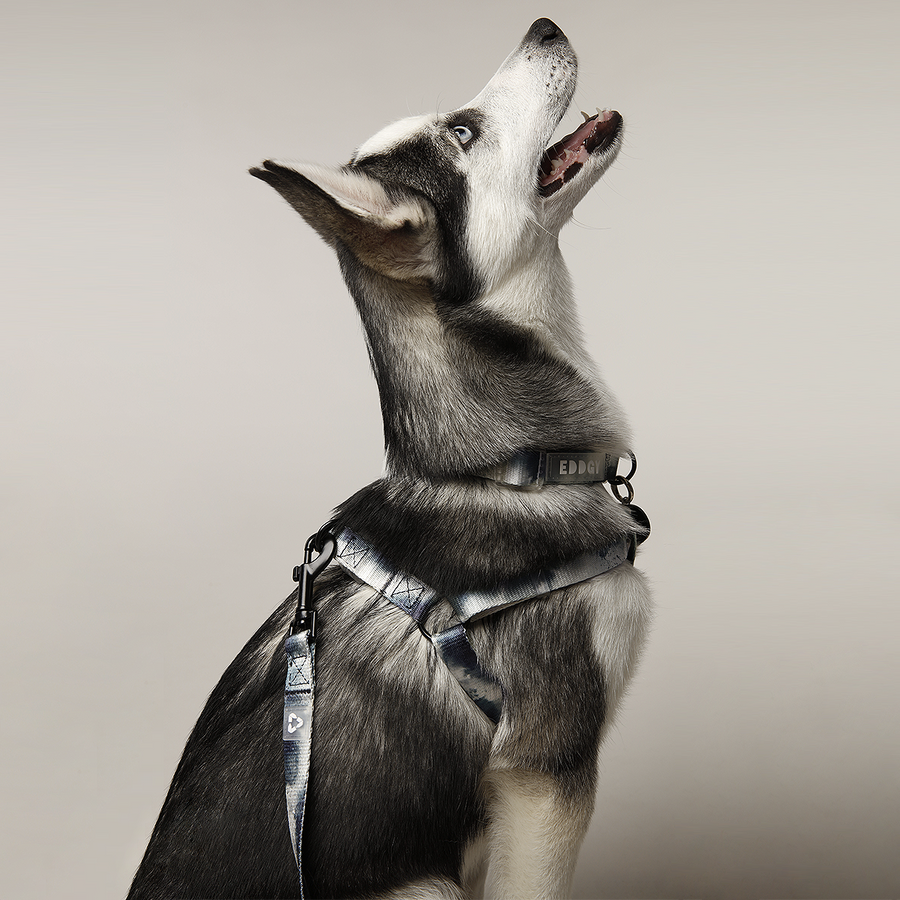 EDDGY 100% Recycled Skye Dog Harness
