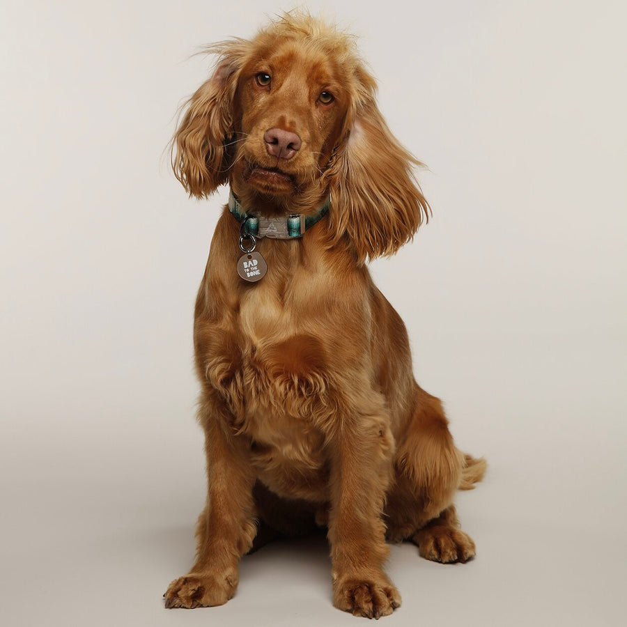 EDDGY 100% Recycled Maximus Dog Collar Sticks & Socks Dog Shop