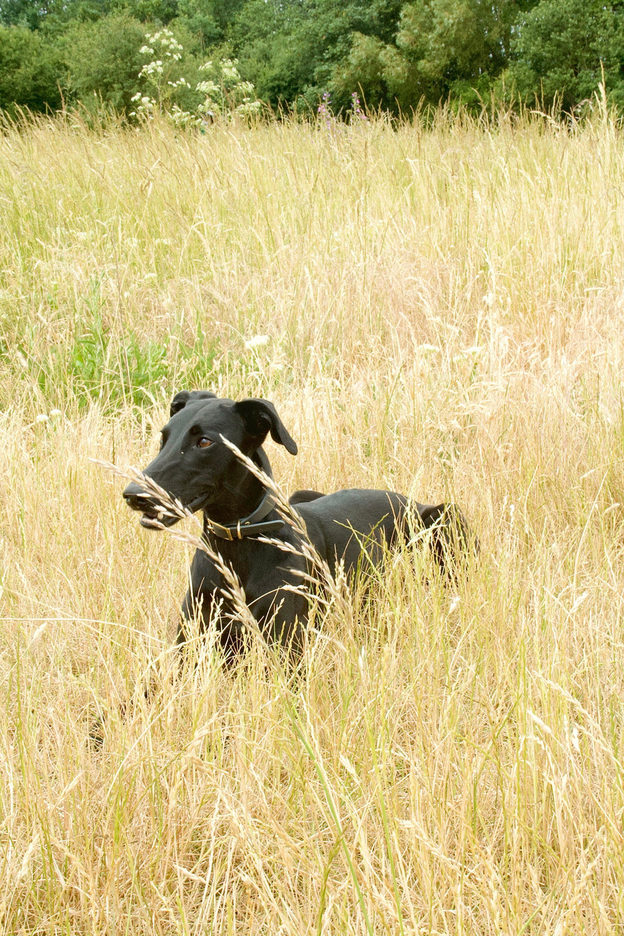 Kintails Sighthound Leather Dog Collar