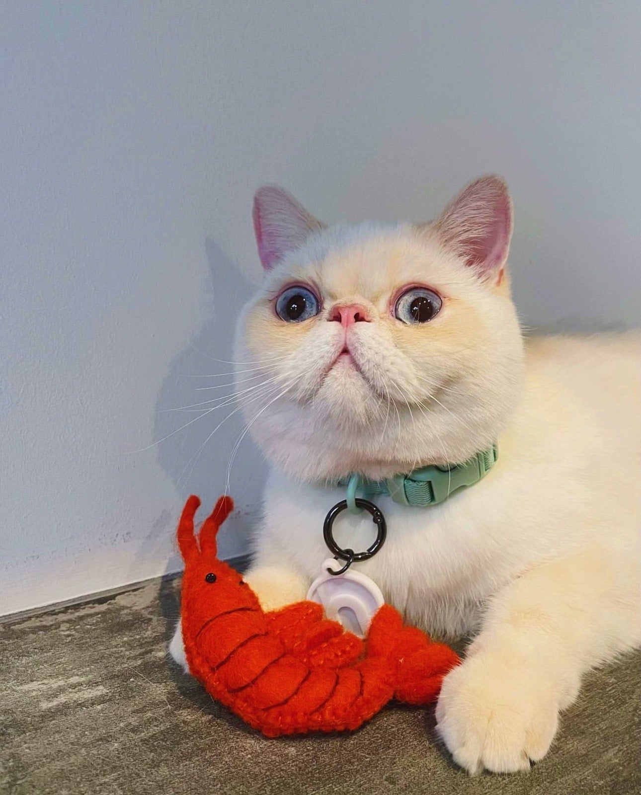Cat Products