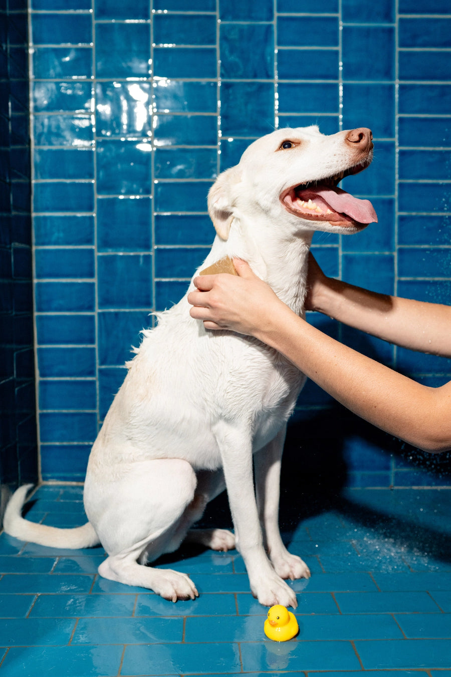 Springer Nourishing Dog Shampoo Bar Sticks & Socks Luxury Dog Store