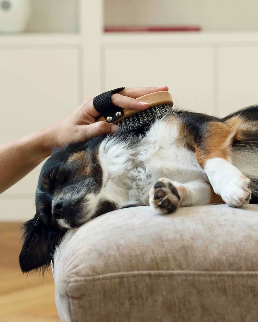 TOUTOU Petcare Dog Massage Brush