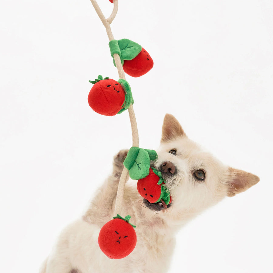 The Furryfolks Cherry Tomato Nosework & Tug Dog Toy Sticks & Socks Lifestyle Store