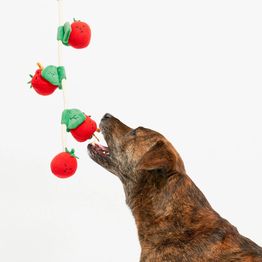 The Furryfolks Cherry Tomato Nosework & Tug Dog Toy Sticks & Socks Lifestyle Store