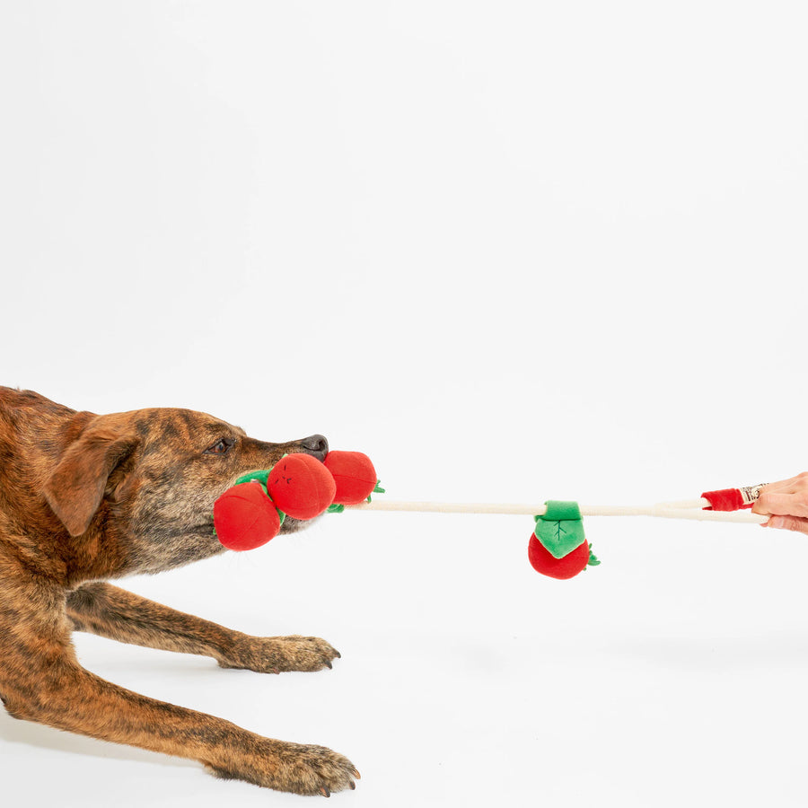 The Furryfolks Cherry Tomato Nosework & Tug Dog Toy Sticks & Socks Lifestyle Store