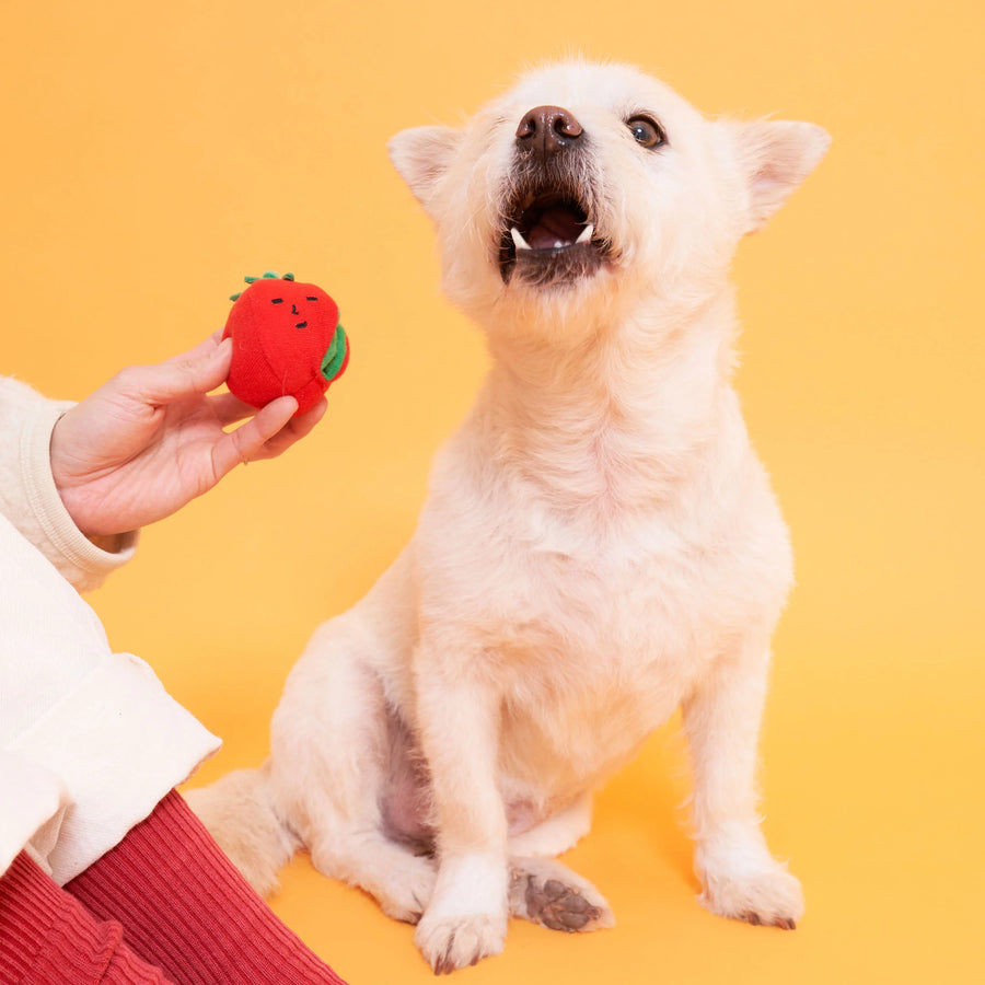 The Furryfolks Cherry Tomato Nosework & Tug Dog Toy Sticks & Socks Lifestyle Store