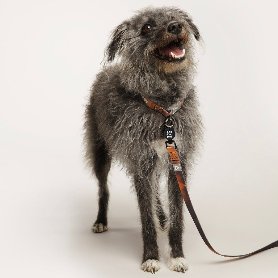 EDDGY 100% Recycled Bruce Dog Collar