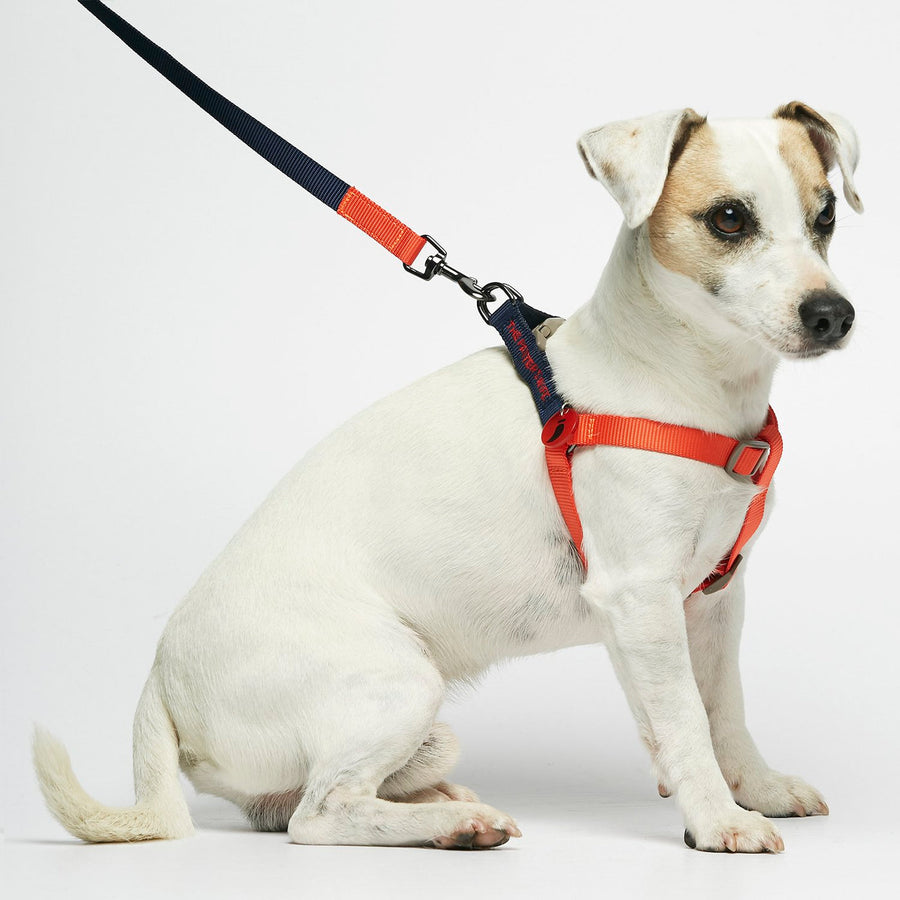 The Painter's Wife Sonia Dog Harness