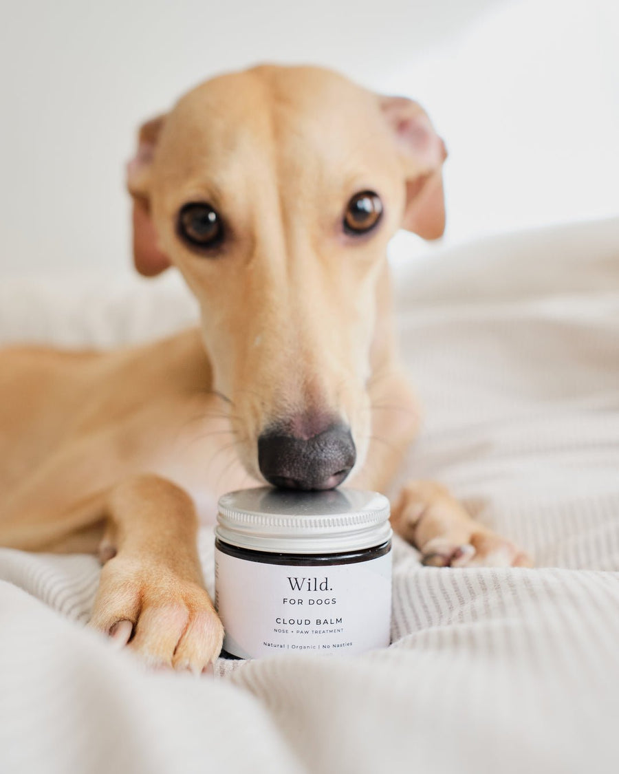 Wild For Dogs Organic Cloud Balm