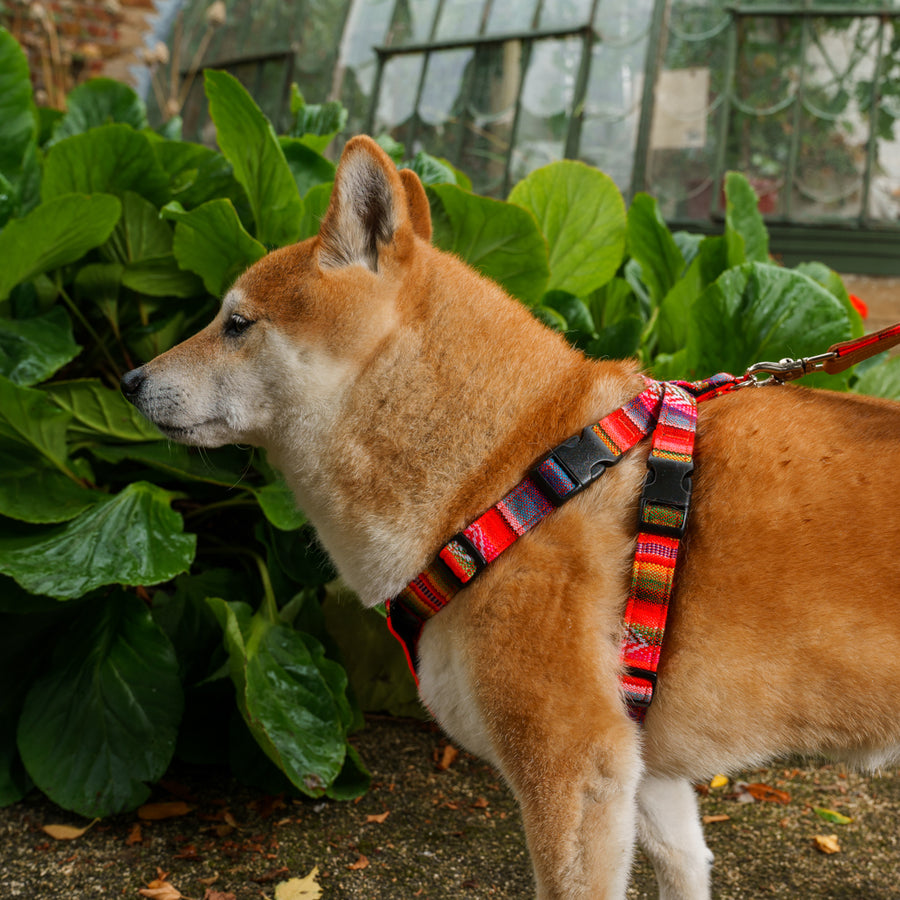 Hiro + Wolf Inca Orange Dog Harness