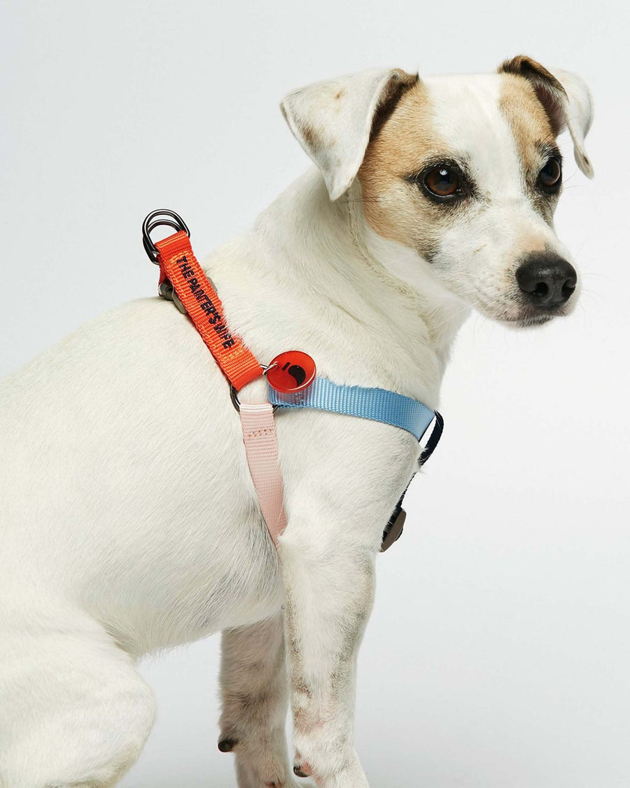 The Painter's Wife Sonia Dog Harness