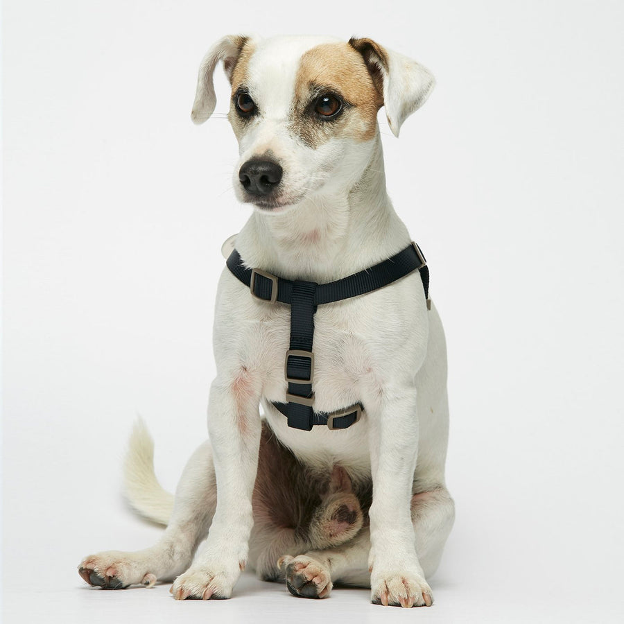 The Painter's Wife Sonia Dog Harness