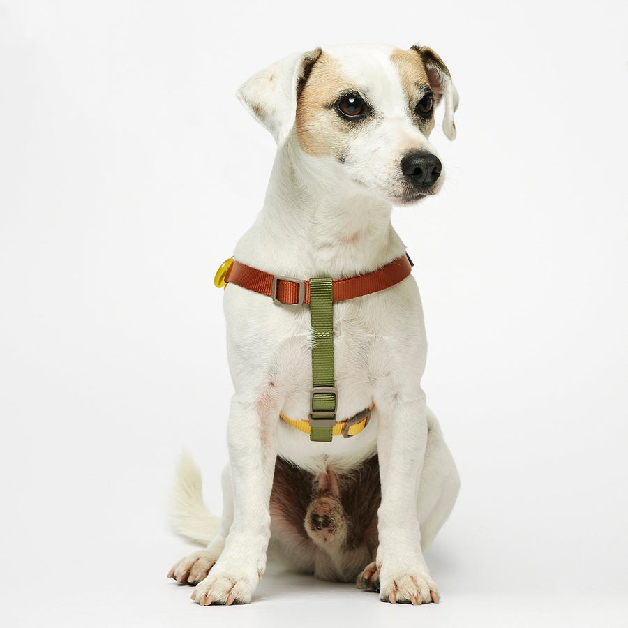 The Painter's Wife Sonia Dog Harness