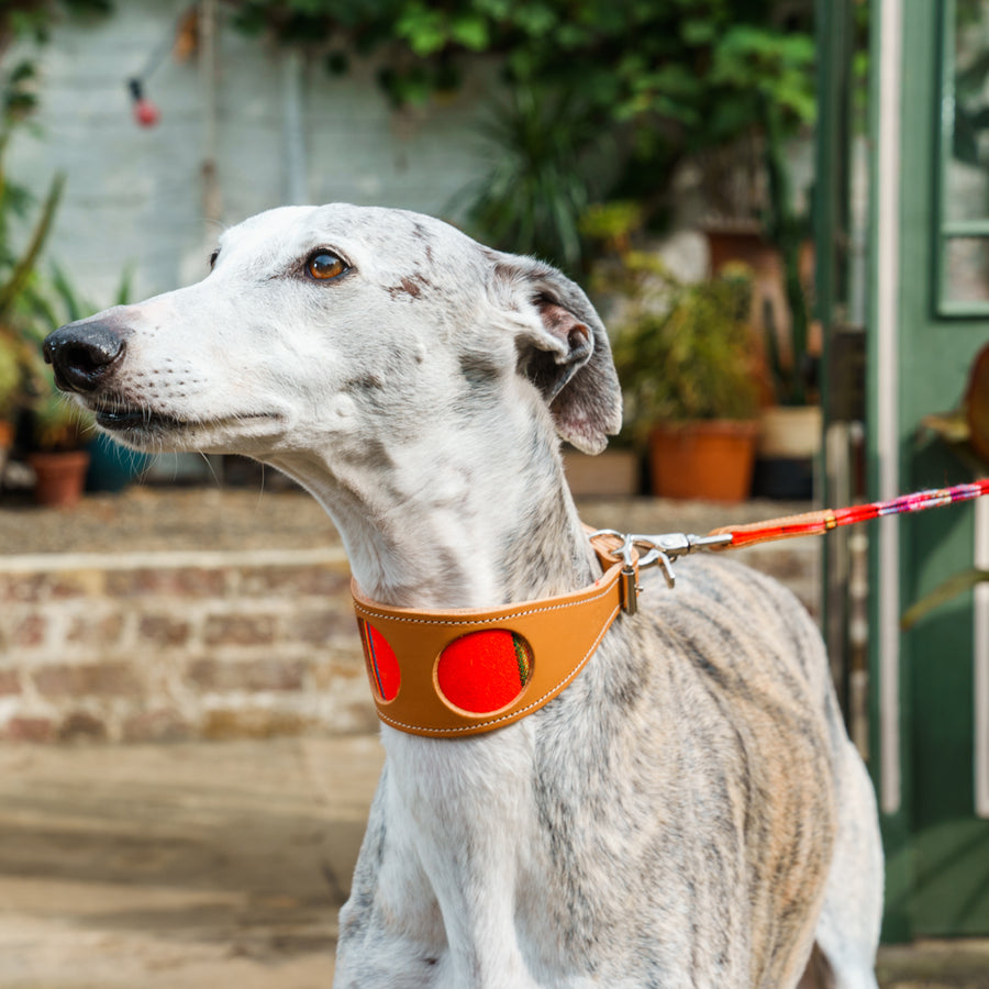Hiro + Wolf Inca Orange Sighthound Hound Collar