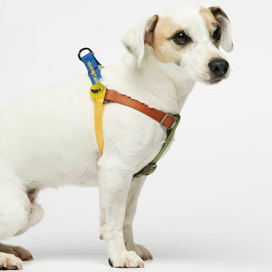 The Painter's Wife Sonia Dog Harness