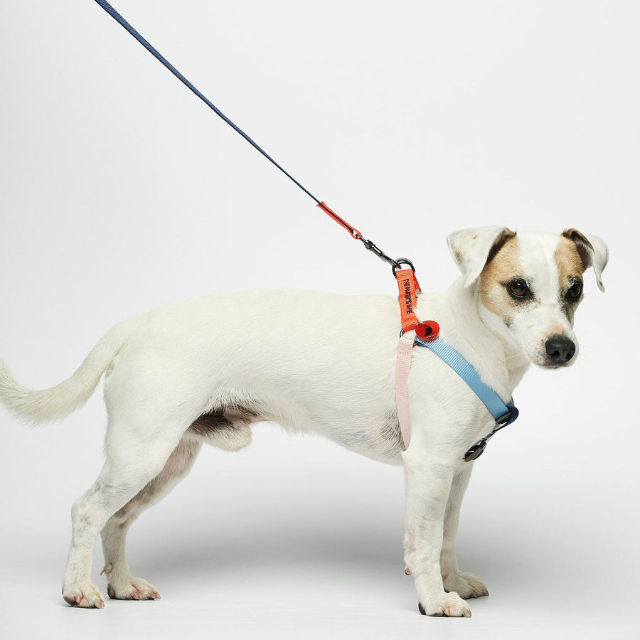 The Painter's Wife Sonia Dog Harness