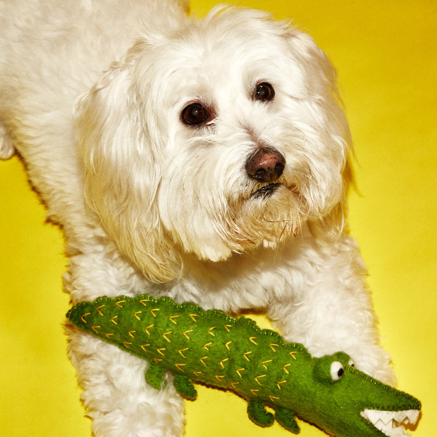 Ware of the Dog Crocodile Toy