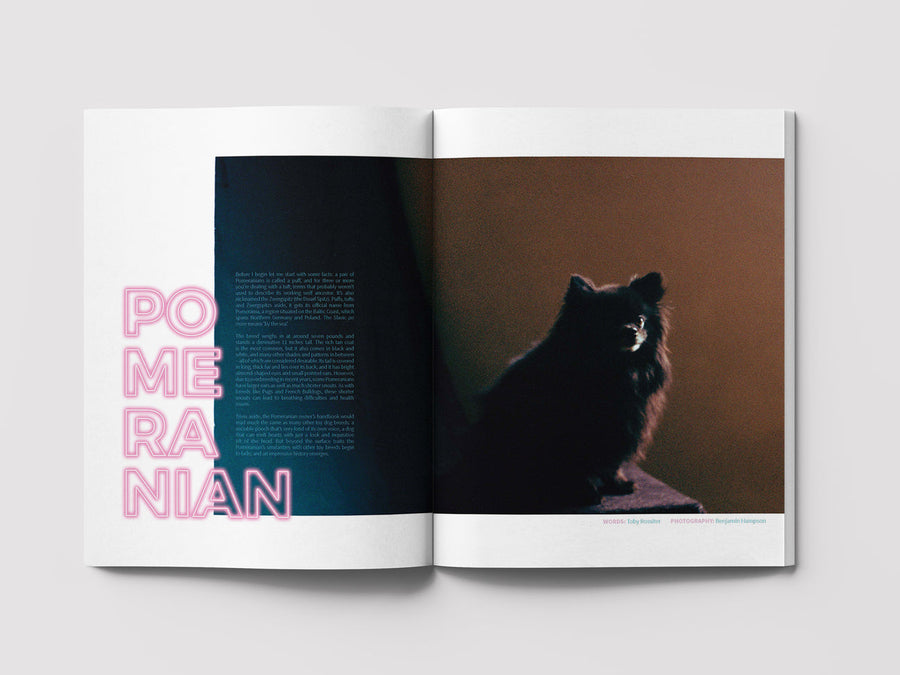 Dog Mag The Pomeranian