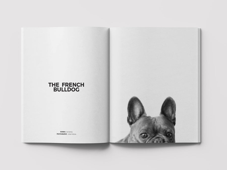 Dog Mag Magazine The French Bulldog Sticks & Socks dog shop 