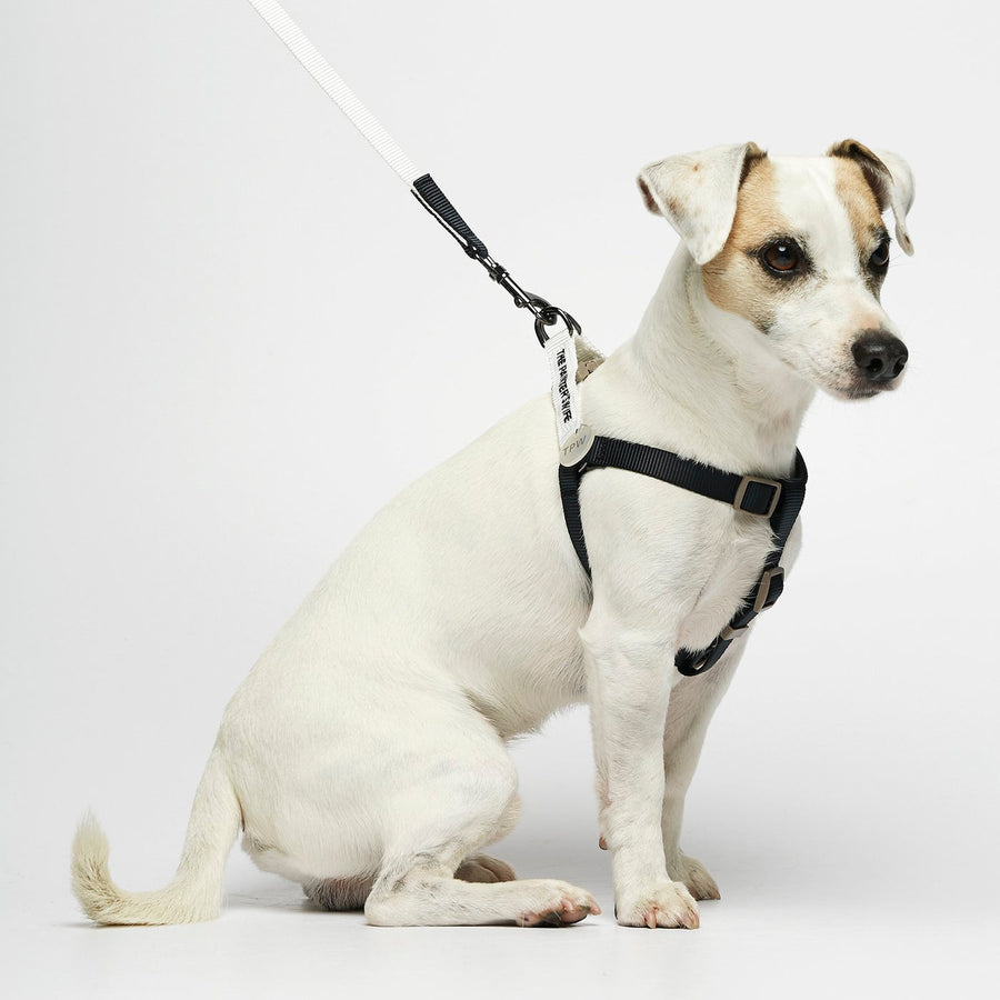 The Painter's Wife Sonia Dog Harness