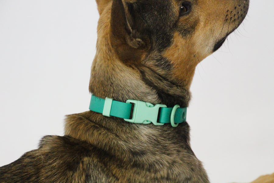 Green Waterproof Dog Collar