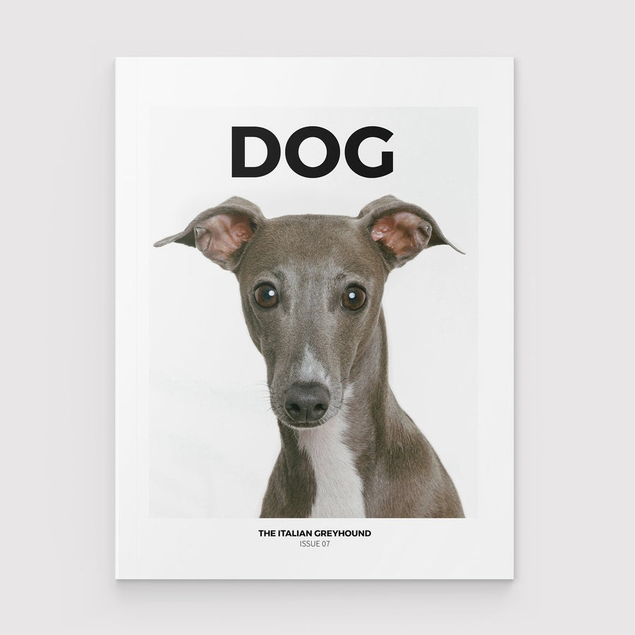 Dog Mag The Italian Greyhound