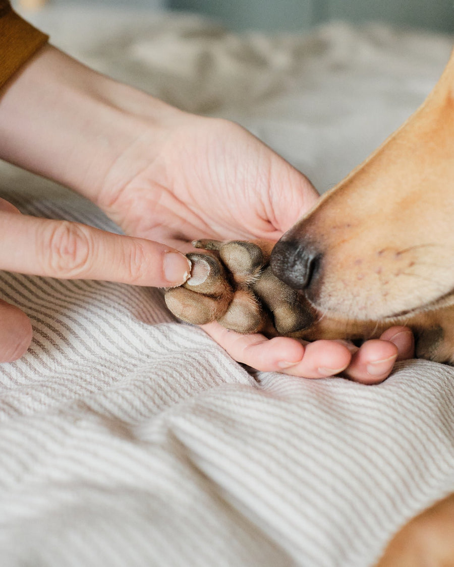 Wild For Dogs Organic Cloud Balm