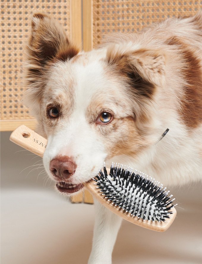 Pawness Vegan Wooden Nylon Brush