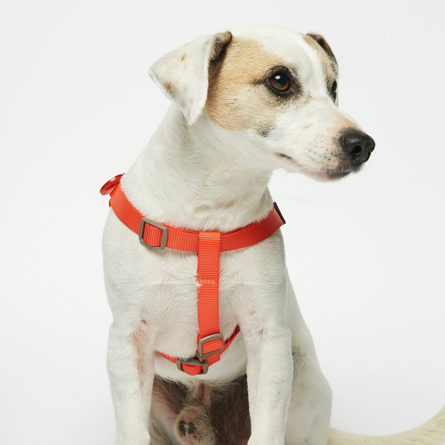 The Painter's Wife Sonia Dog Harness