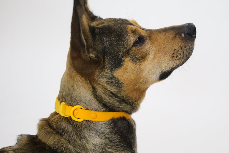 Approved by Fritz Orange Mango Dog Collar Sticks & Socks Dog Lifestyle Store