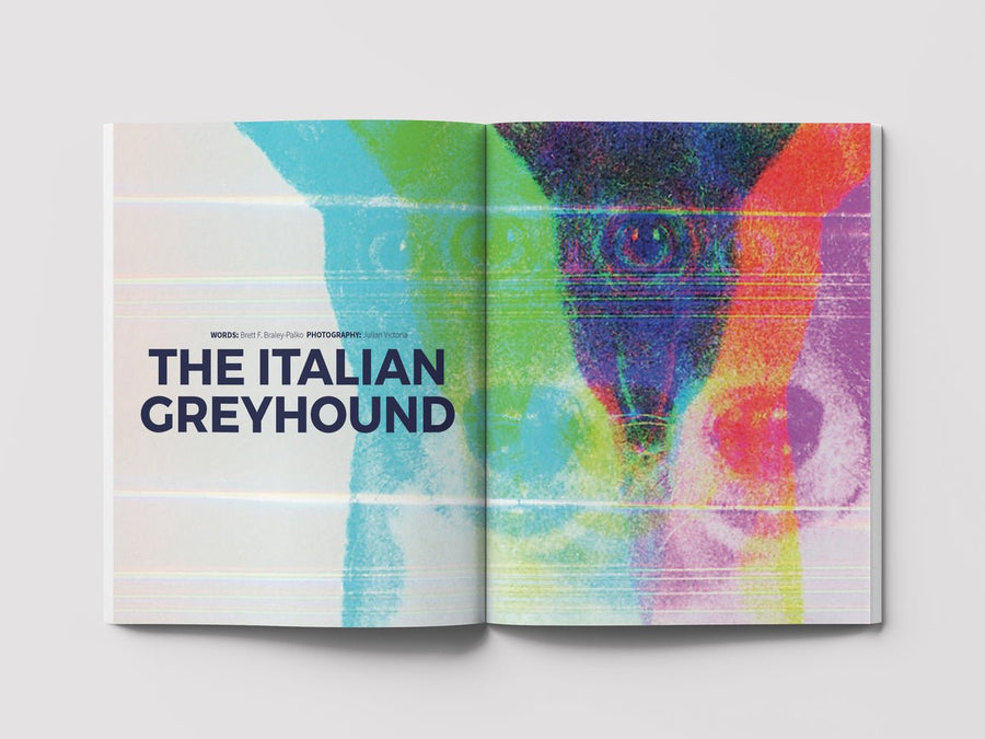 Dog Mag The Italian Greyhound