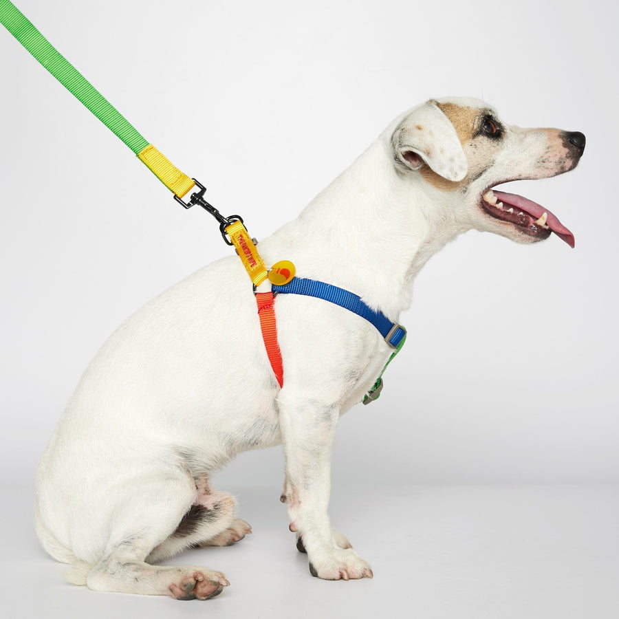 The Painter's Wife Sonia Dog Harness