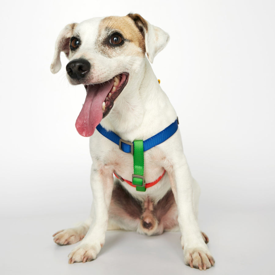 The Painter's Wife Sonia Dog Harness in Multicolour – Sticks  Socks