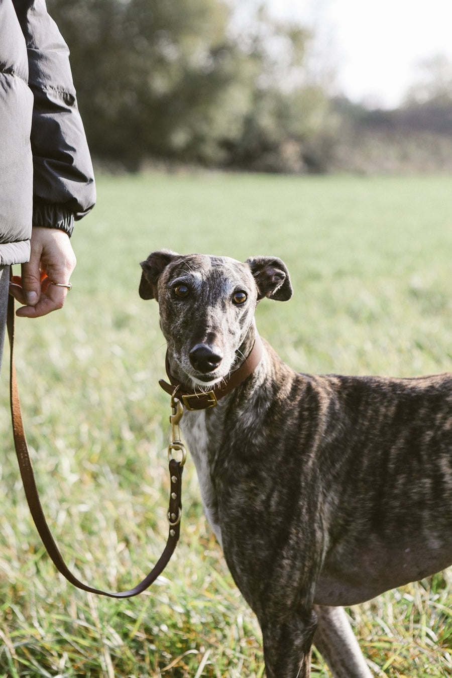 Kintails Sighthound Leather Dog Collar