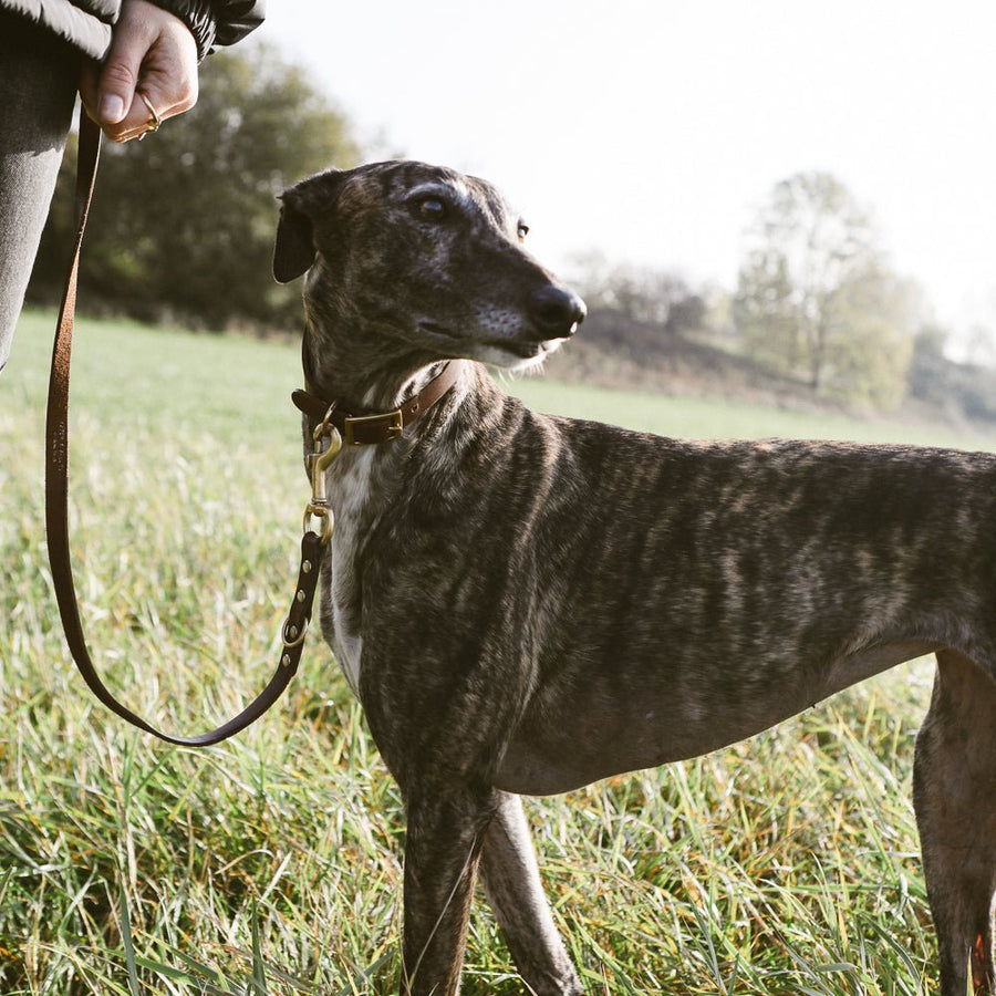 Kintails Sighthound Leather Dog Collar
