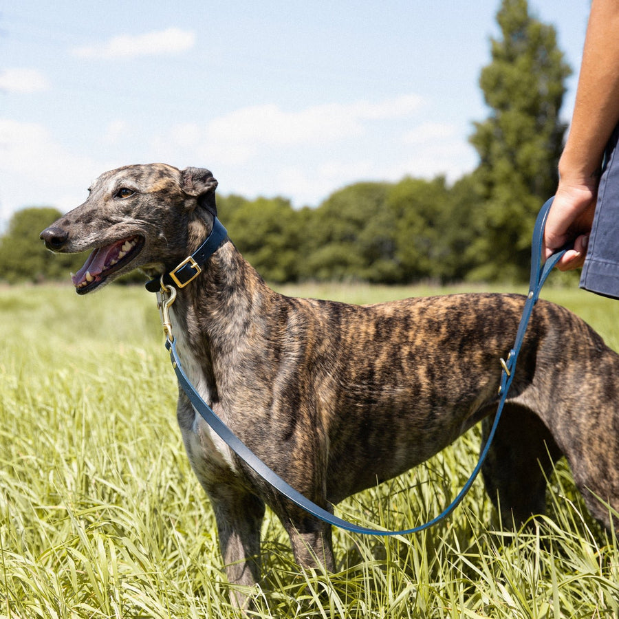 Kintails Sighthound Leather Dog Collar